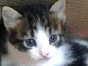Gato raça SRD idade 2 a 6 meses nome Ainda sem nome