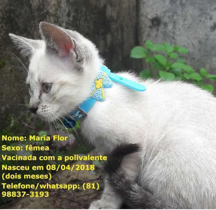 Gato ra a sem raça específica idade 2 a 6 meses nome Gatas vacinadas 