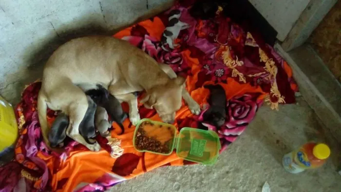 Cachorro raça Vira-lata idade 1 ano nome Jurema