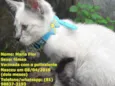 Gatas vacinadas 