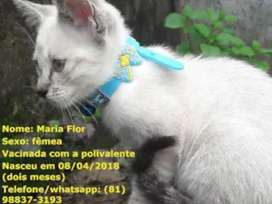 Gato raça sem raça específica idade 2 a 6 meses nome Gatas vacinadas 