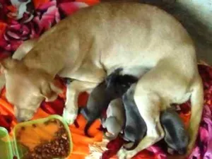 Cachorro raça Vira-lata idade 1 ano nome Jurema