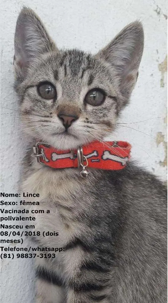 Gato ra a sem raça específica idade 2 a 6 meses nome Gatas vacinadas 