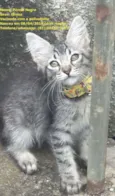 Gatas vacinadas