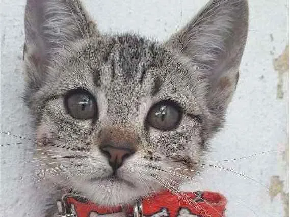 Gato ra a sem raça específica idade 2 a 6 meses nome Gatas vacinadas 