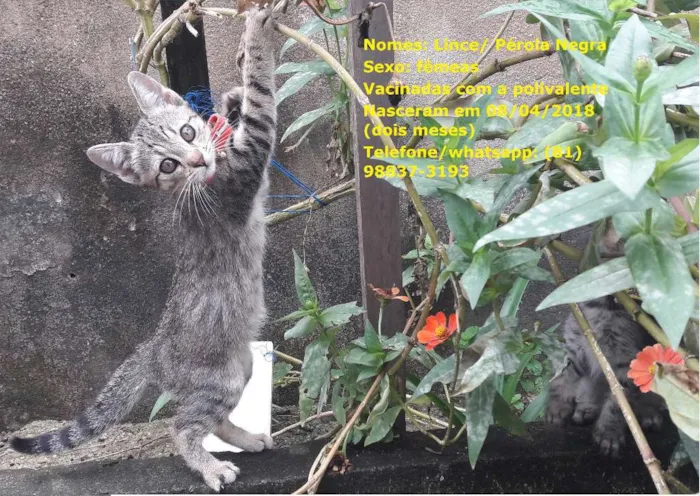 Gato ra a sem raça específica idade 2 a 6 meses nome Gatas vacinadas 