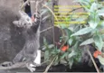 Gatas vacinadas