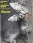Gatas vacinadas