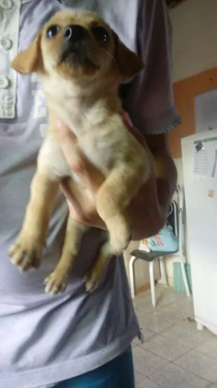 Cachorro ra a Maltês  idade Abaixo de 2 meses nome Melzinha