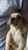 Melzinha