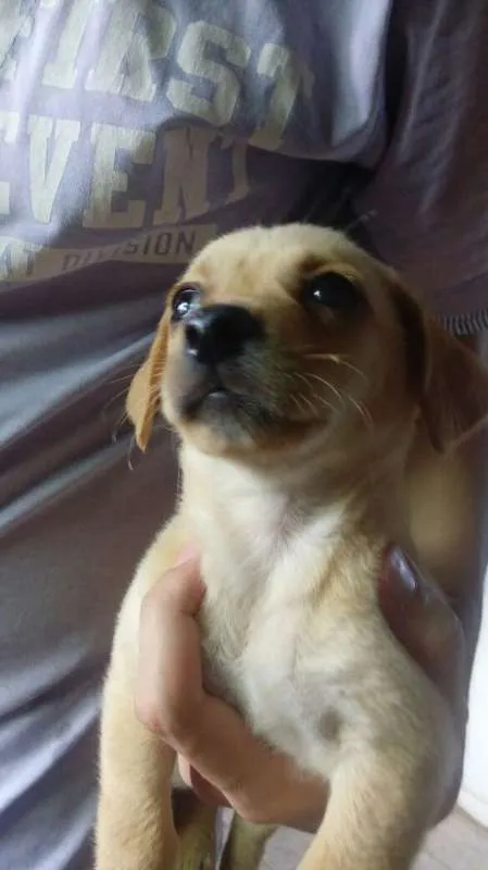 Cachorro ra a Maltês  idade Abaixo de 2 meses nome Melzinha