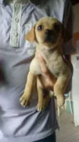 Melzinha