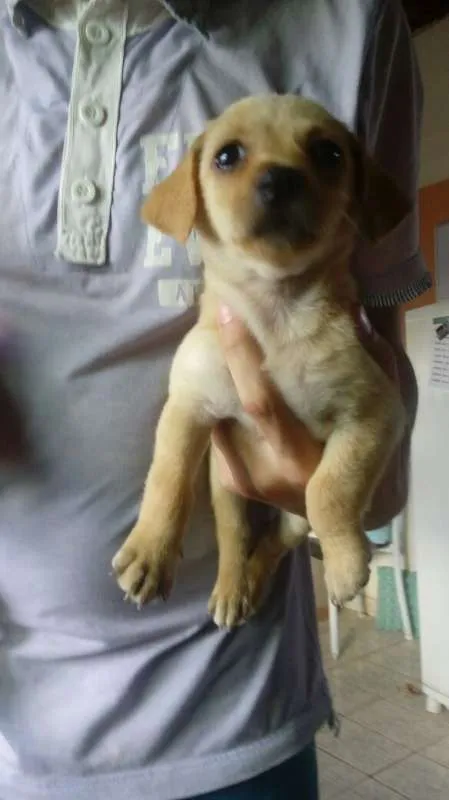 Cachorro ra a Maltês  idade Abaixo de 2 meses nome Melzinha