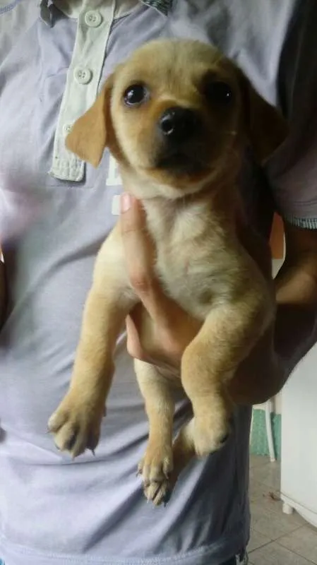 Cachorro ra a Maltês  idade Abaixo de 2 meses nome Melzinha