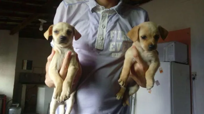 Cachorro ra a Maltês  idade Abaixo de 2 meses nome Melzinha
