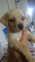 Melzinha