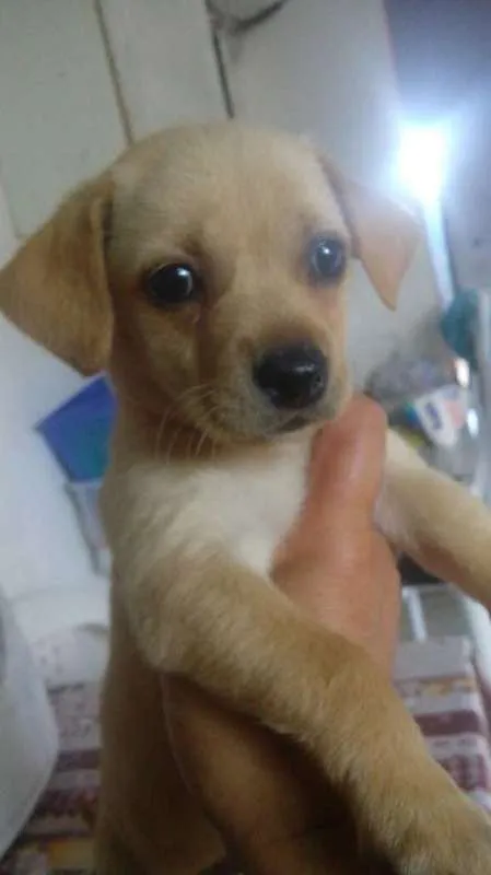 Cachorro ra a Maltês  idade Abaixo de 2 meses nome Melzinha
