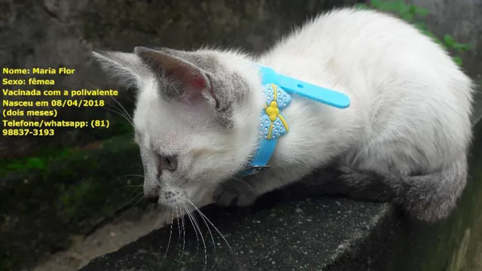 Gato ra a sem raça específica idade 2 a 6 meses nome Gatas vacinadas 
