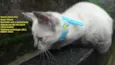 Gatas vacinadas