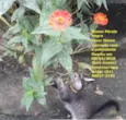 Gatas vacinadas 