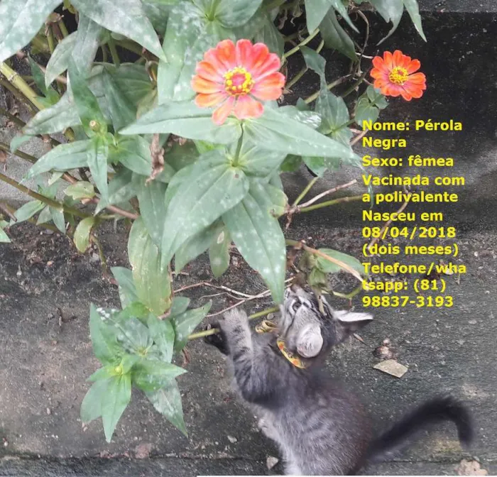 Gato ra a sem raça específica idade 2 a 6 meses nome Gatas vacinadas 