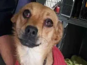 Cachorro raça SRD idade 7 a 11 meses nome JUREMA