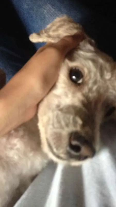 Cachorro raça Poodle idade 2 anos nome Luis