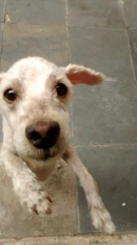 Cachorro raça Poodle idade 2 anos nome Luis