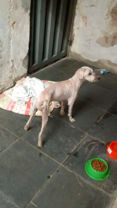 Cachorro raça Poodle idade 2 anos nome Luis