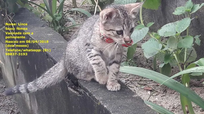 Gato ra a sem raça específica idade 2 a 6 meses nome Gatas vacinadas 