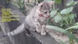 Gatas vacinadas