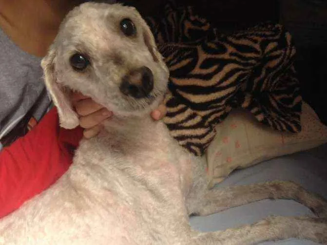 Cachorro raça Poodle idade 2 anos nome Luis