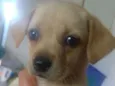Melzinha
