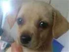 Cachorro raça Maltês  idade Abaixo de 2 meses nome Melzinha