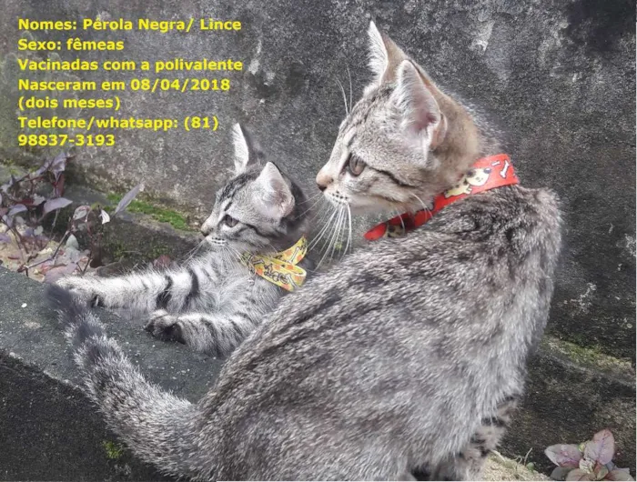 Gato ra a sem raça específica idade 2 a 6 meses nome Gatas vacinadas 