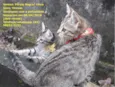 Gatas vacinadas