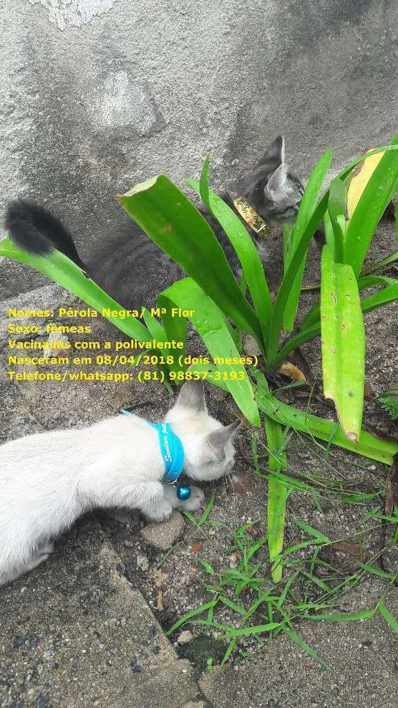 Gato ra a sem raça específica idade 2 a 6 meses nome Gatas vacinadas 