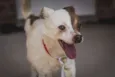 BENJI