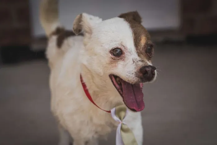 Cachorro ra a SRD idade 6 ou mais anos nome BENJI