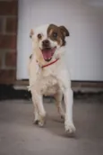 BENJI