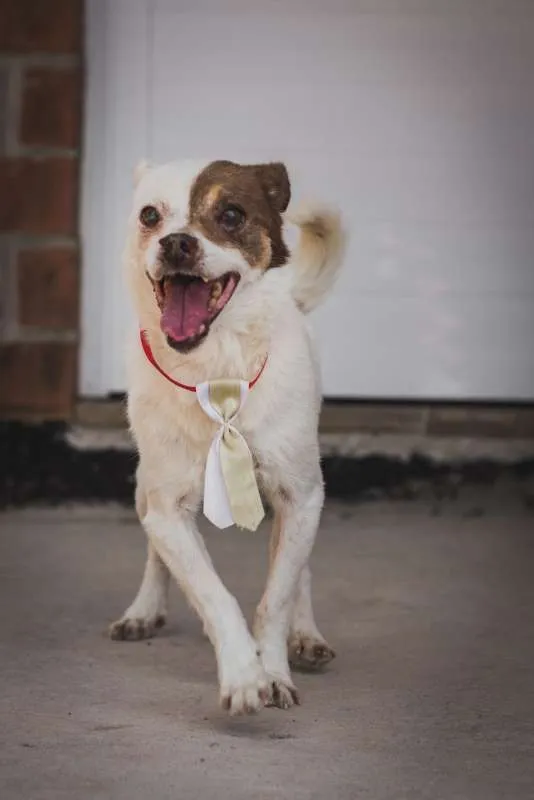 Cachorro ra a SRD idade 6 ou mais anos nome BENJI