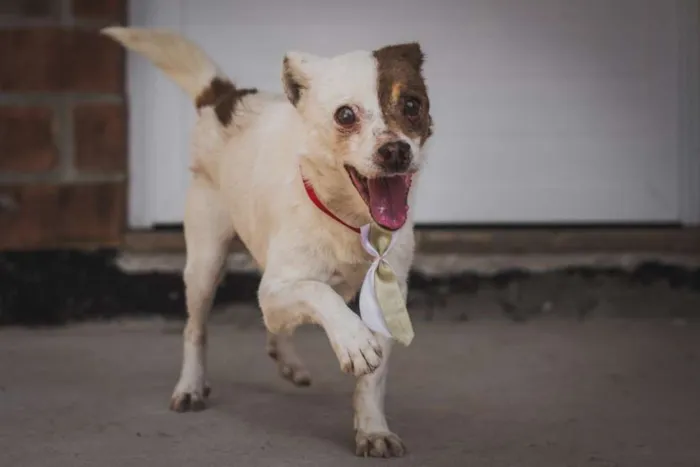 Cachorro ra a SRD idade 6 ou mais anos nome BENJI