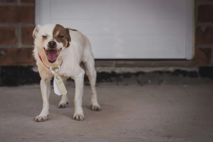 Cachorro ra a SRD idade 6 ou mais anos nome BENJI