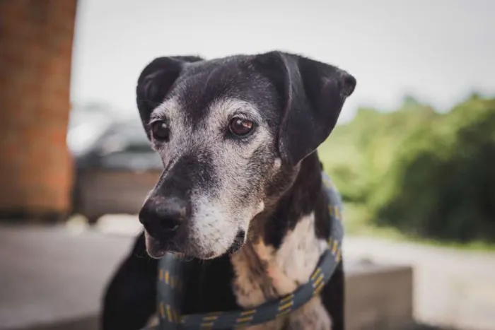 Cachorro ra a SRD idade 6 ou mais anos nome APOLO