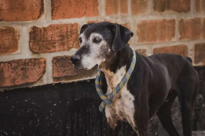 Cachorro ra a SRD idade 6 ou mais anos nome APOLO