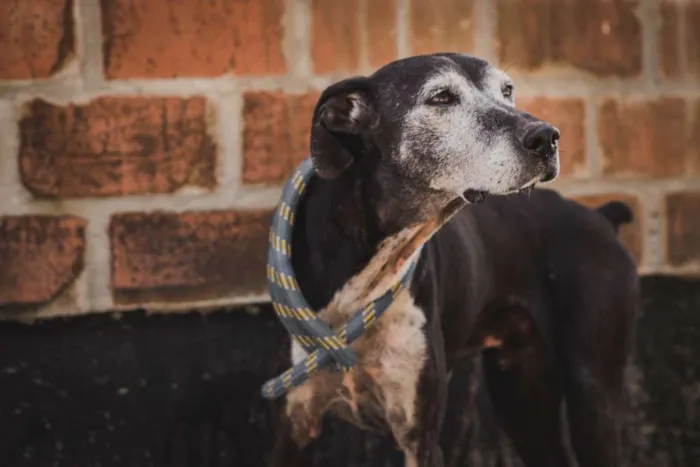 Cachorro ra a SRD idade 6 ou mais anos nome APOLO