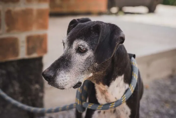 Cachorro ra a SRD idade 6 ou mais anos nome APOLO