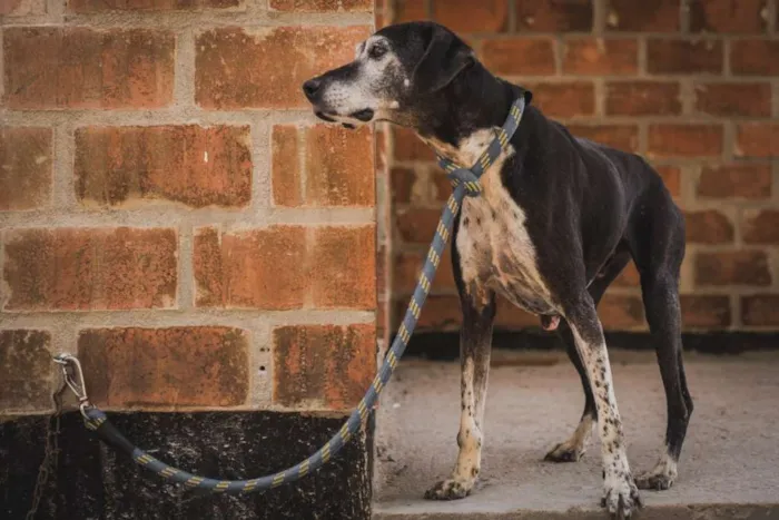 Cachorro ra a SRD idade 6 ou mais anos nome APOLO