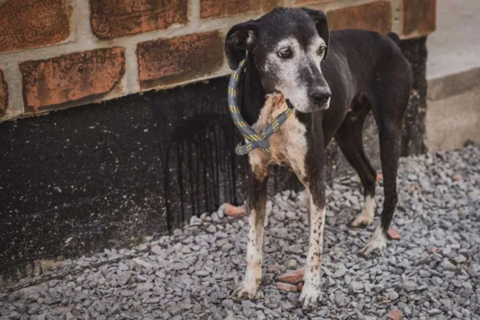 Cachorro ra a SRD idade 6 ou mais anos nome APOLO