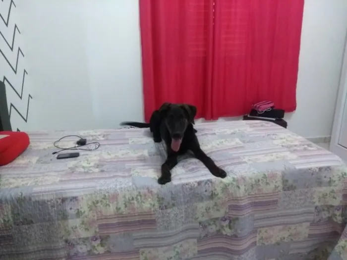 Cachorro ra a SRD idade 7 a 11 meses nome Bruce